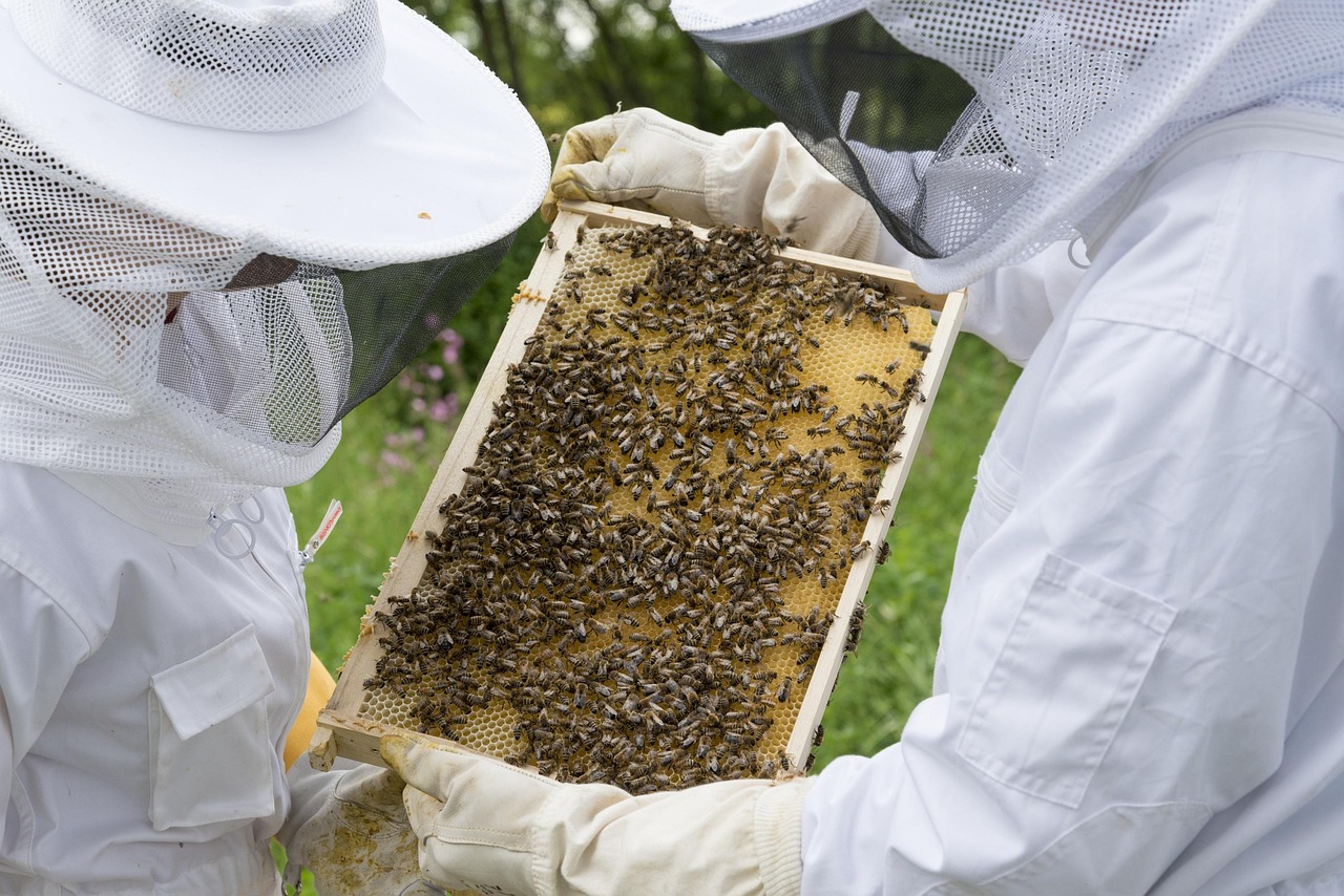 Zwei Imker in Schutzkleidung begutachten gemeinsam einen mit Bienen besetzten Wabenrahmen.