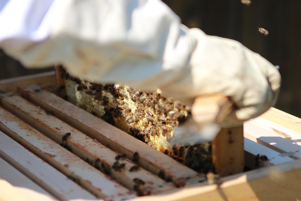 mker hält einen von Bienen besetzten Wabenrahmen über einer geöffneten Bienenbeute.
